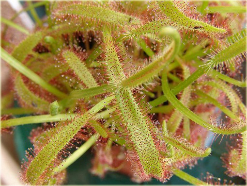 Rosiczka mięsożerna