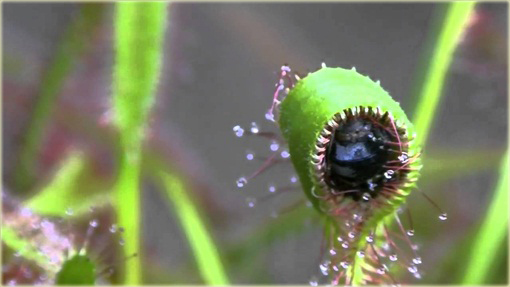 Rosiczka mięsożerna