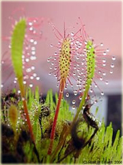 Rosiczka mięsożerna