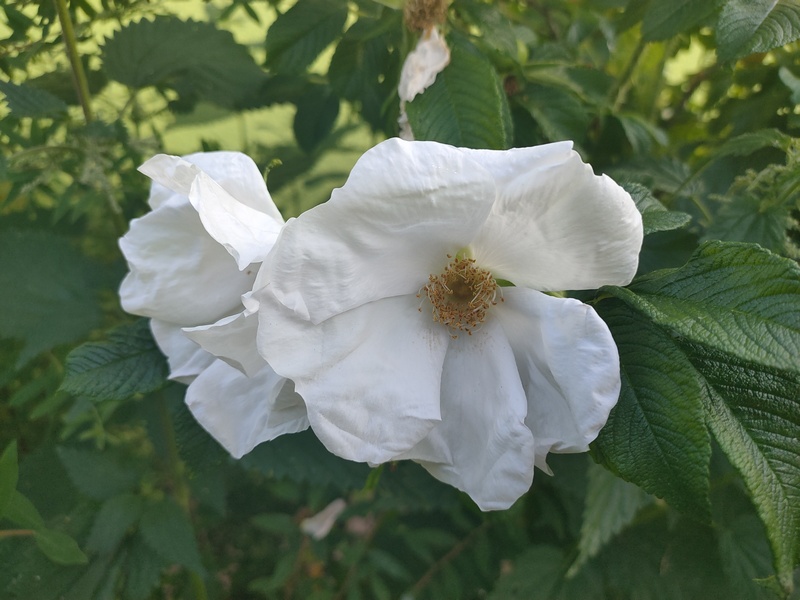 Róża jadalna biała, Rosa rugosa
