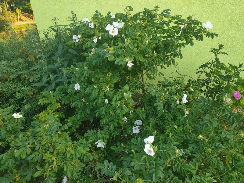 Róża jadalna biała, Rosa rugosa
