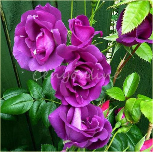 Róża pnąca fioletowa Baśniowy ogród 