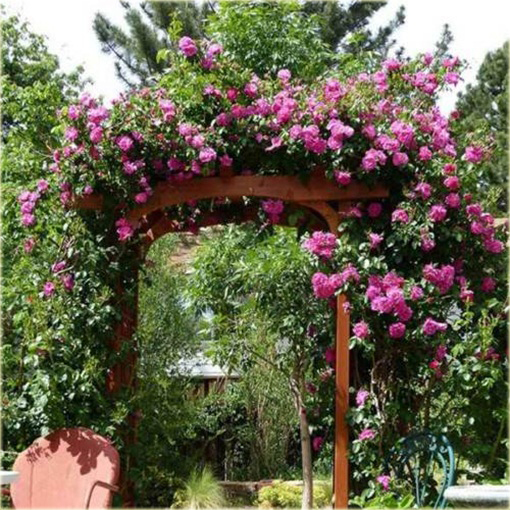Róża pnąca fioletowa Baśniowy ogród 