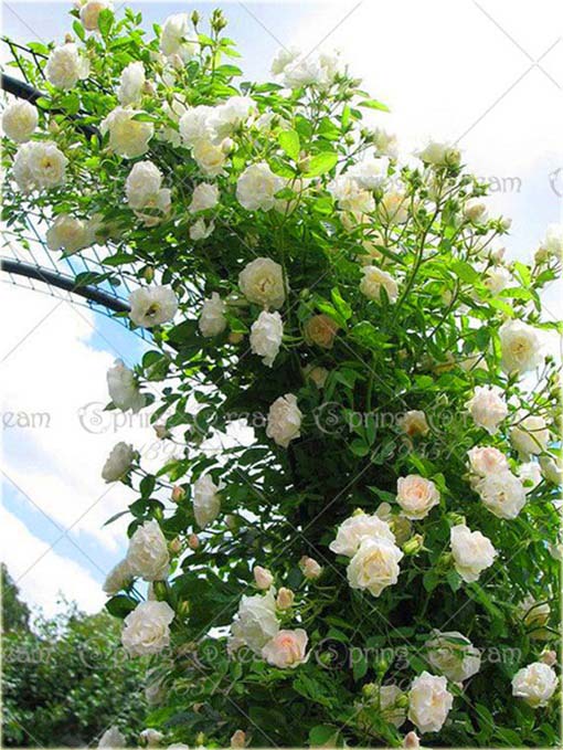 Róża pnąca chińska biała 