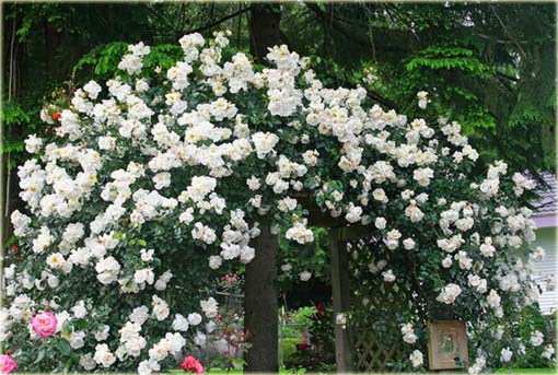 Róża pnąca chińska biała 
