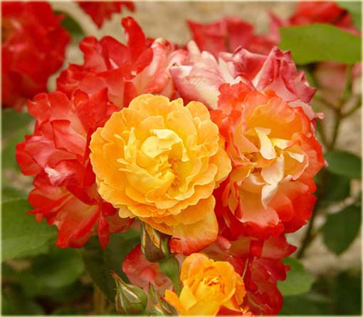 Róża pnąca chińska czerwono-żółta 