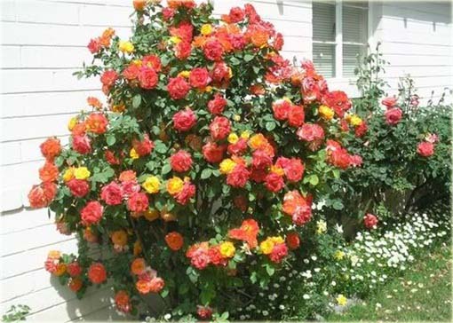 Róża pnąca chińska czerwono-żółta 