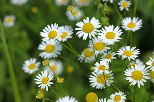 Nasiona Rumianek leczniczy Matricari, Matricaria chamomilla