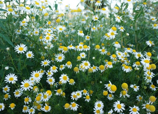 Nasiona Rumianek leczniczy Matricari, Matricaria chamomilla