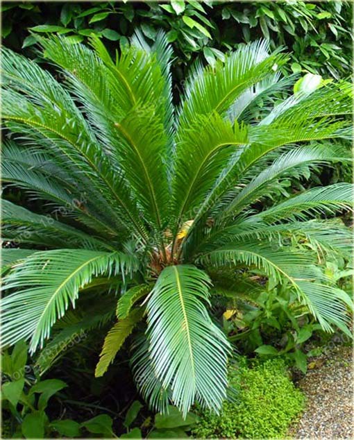 Sagowiec odwinięty palma