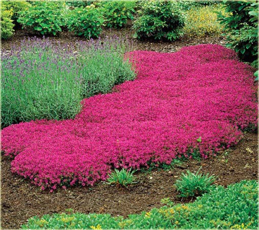 Skalna rzeżucha macierzanka zwisająca czerwona Thymus ROCK CRESS red