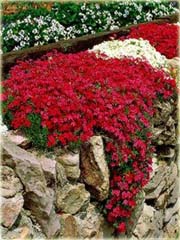 Skalna rzeżucha macierzanka zwisająca czerwona Thymus ROCK CRESS red
