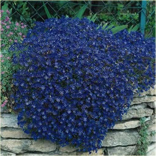 Skalna rzeżucha macierzanka zwisająca niebieska Thymus ROCK CRESS blue