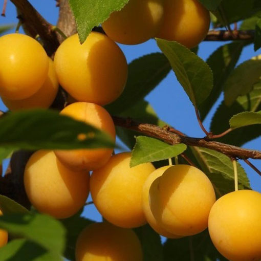Nasiona śliwka mirabelka żółta, Prunus domestica subsp. syriaca