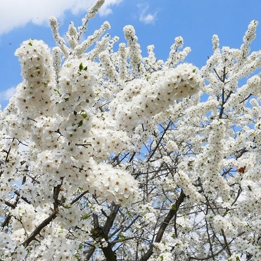 Nasiona śliwka mirabelka żółta, Prunus domestica subsp. syriaca