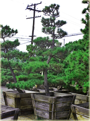 Sosna czarna, sosna austriacka, na bonsai