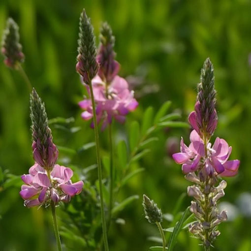 Sparceta siewna różowa Esparceta, Onobrychisviciifolia, esparceta