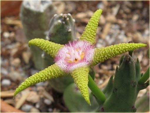 Stapelia pulchella kaktus