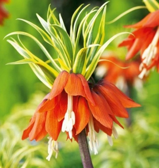 Szachownica cesarska pomarańczowa, Fritillaria imperialis, cesarska korona