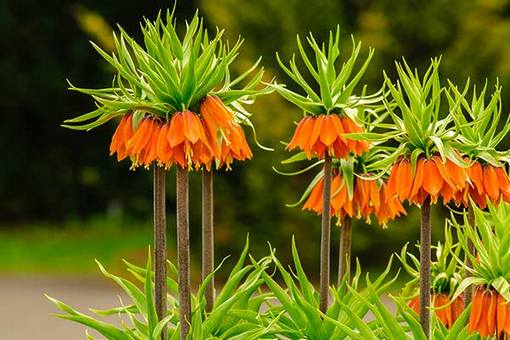 Szachownica cesarska pomarańczowa, Fritillaria imperialis, cesarska korona