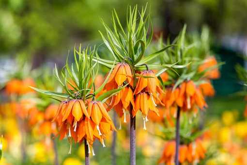 Szachownica cesarska pomarańczowa, Fritillaria imperialis, cesarska korona