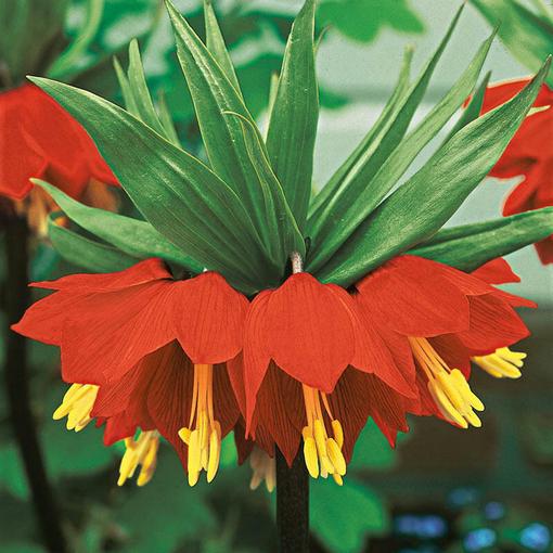 Szachownica cesarska pomarańczowa, Fritillaria imperialis, cesarska korona
