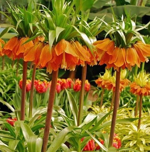 Szachownica cesarska pomarańczowa, Fritillaria imperialis, cesarska korona
