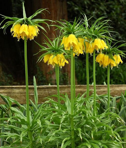 Szachownica cesarska żółta Fritillaria imperialis, cesarska korona
