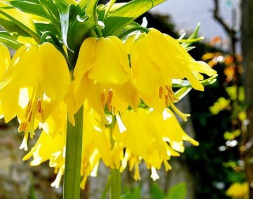 Szachownica cesarska żółta Fritillaria imperialis, cesarska korona