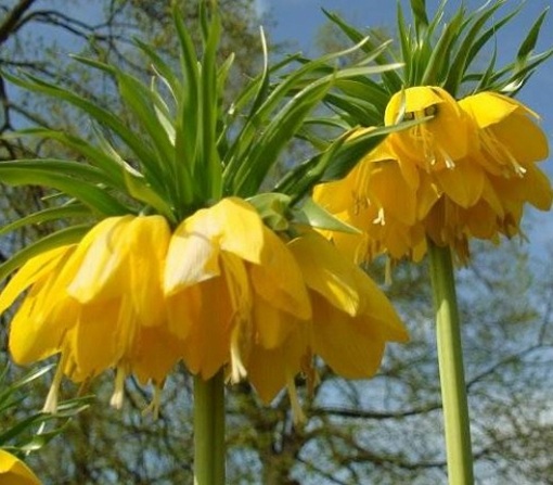 Szachownica cesarska żółta Fritillaria imperialis, cesarska korona