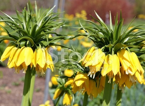 Szachownica cesarska żółta Fritillaria imperialis, cesarska korona
