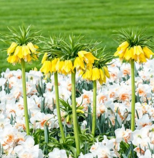 Szachownica cesarska żółta Fritillaria imperialis, cesarska korona