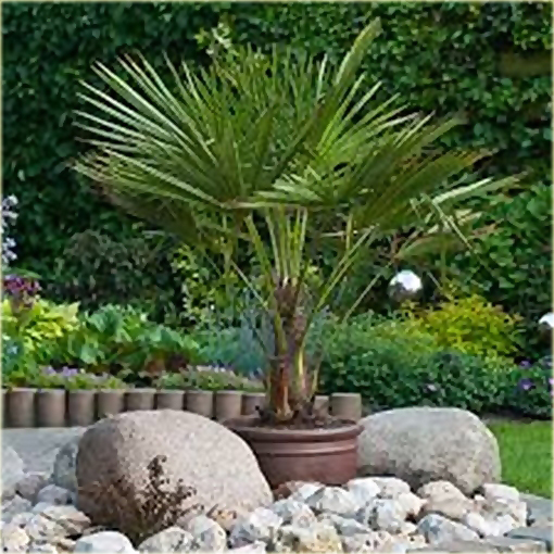 Szorstkowiec Fortunego piękna palma