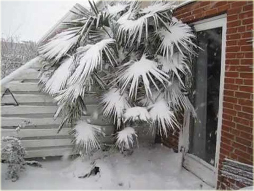 Szorstkowiec Fortunego piękna palma