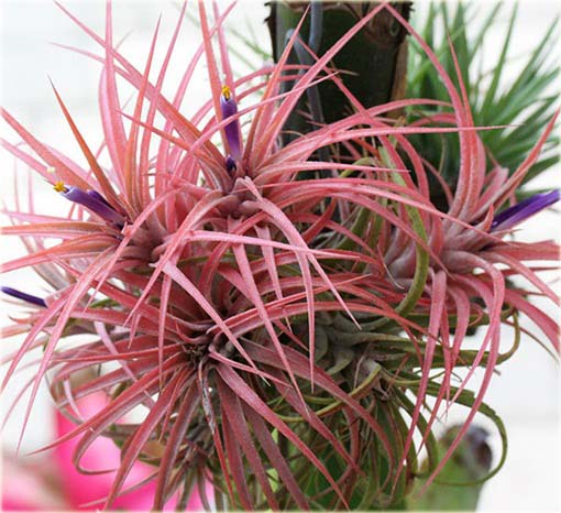 Tillandsia liliowa, Perennial Air Plant