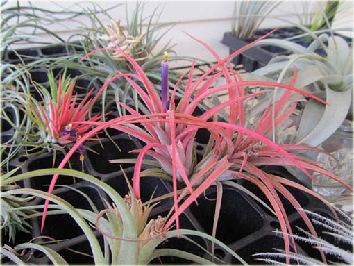 Tillandsia liliowa, Perennial Air Plant