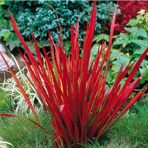 Trawa Red Baron, Imperata cylindrica Red Baron
