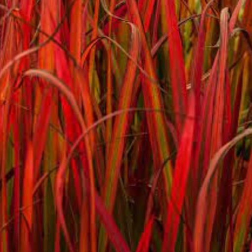Trawa Red Baron, Imperata cylindrica Red Baron
