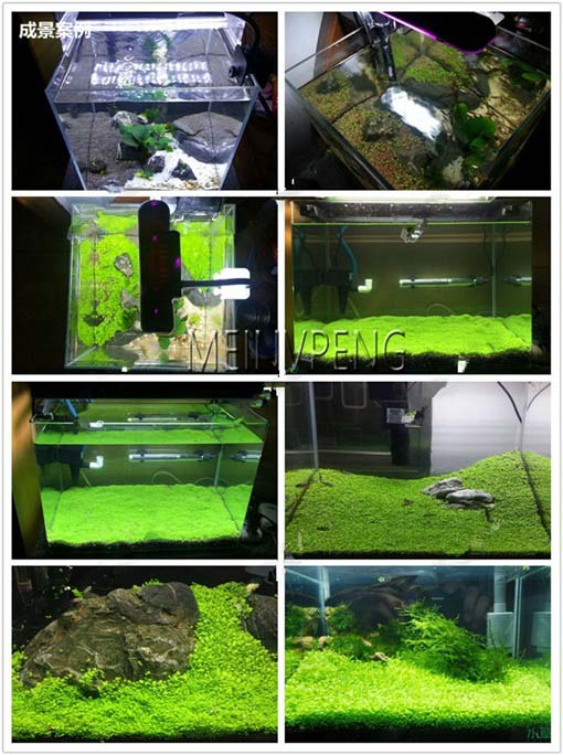 Trawa wodna akwariowa Glossostigma Glossostigma Hemianthus Callitrichoides