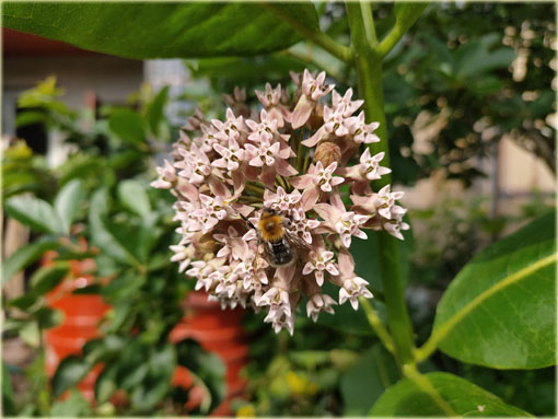 bylina Trojeść amerykańska miododajna, Asclepias syriaca