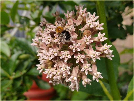 bylina Trojeść amerykańska miododajna, Asclepias syriaca