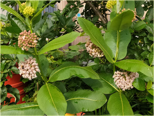 bylina Trojeść amerykańska miododajna, Asclepias syriaca