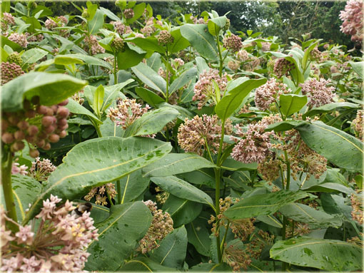 bylina Trojeść amerykańska miododajna, Asclepias syriaca