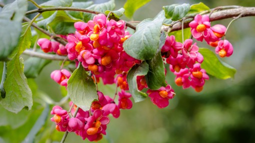Nasiona Trzmielina pospolita, Euonymus europaeus