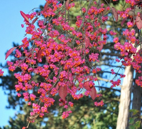 Nasiona Trzmielina pospolita, Euonymus europaeus