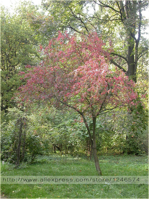 Trzmielina oskrzydlona bonsai
