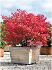 Trzmielina oskrzydlona bonsai