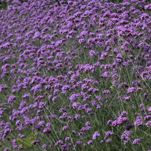 Werbena patagońska, Verbena bonariensis, syn. Verbena patagonica