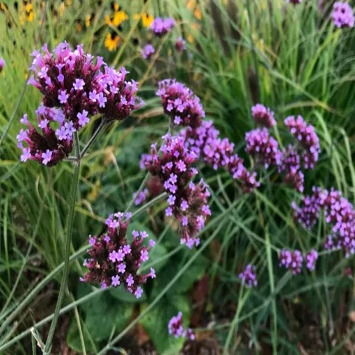 Werbena patagońska, Verbena bonariensis, syn. Verbena patagonica