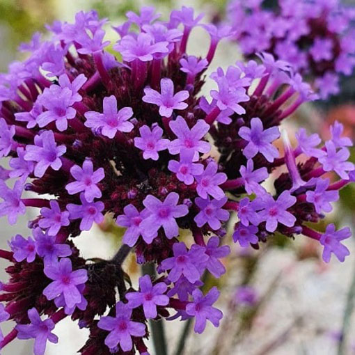 Werbena patagońska, Verbena bonariensis, syn. Verbena patagonica